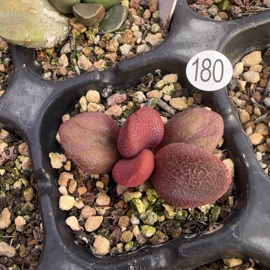 甜心宝贝水泡多肉