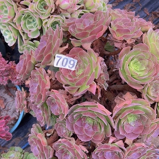 用***9多肉植物一个荷兰玫瑰