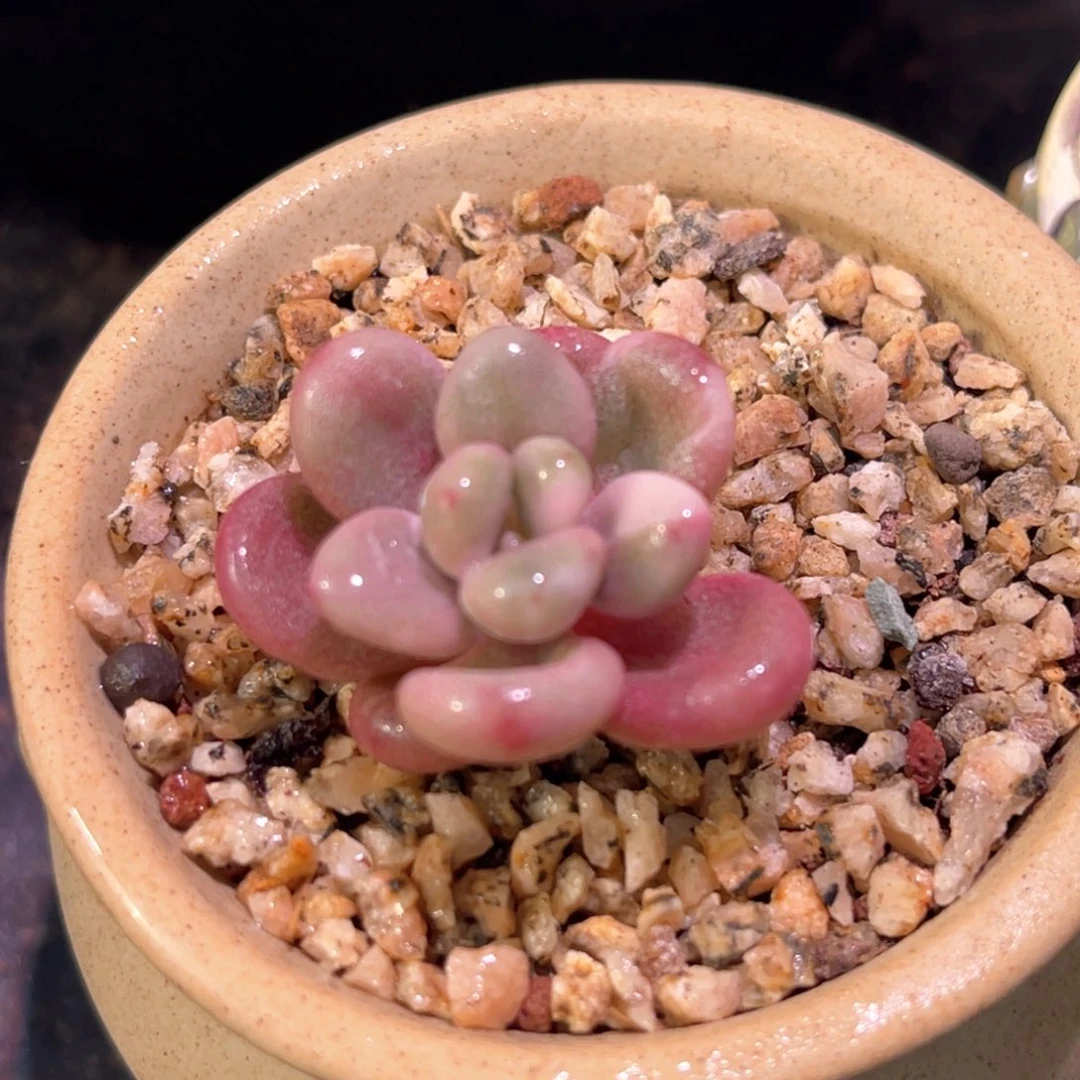 多肉特价桃蛋锦有须根6830