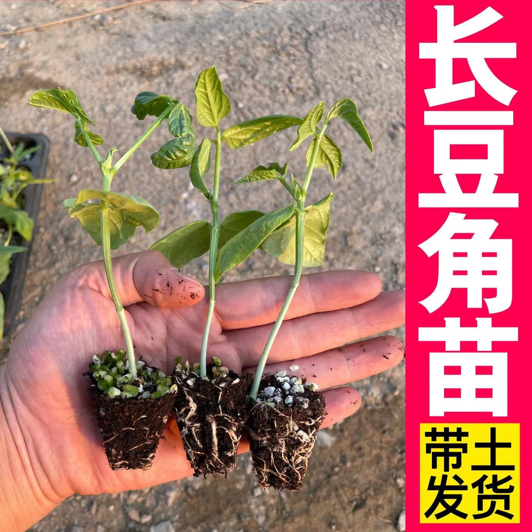 阳台庭院种植易成活长豆角四季秧苗
