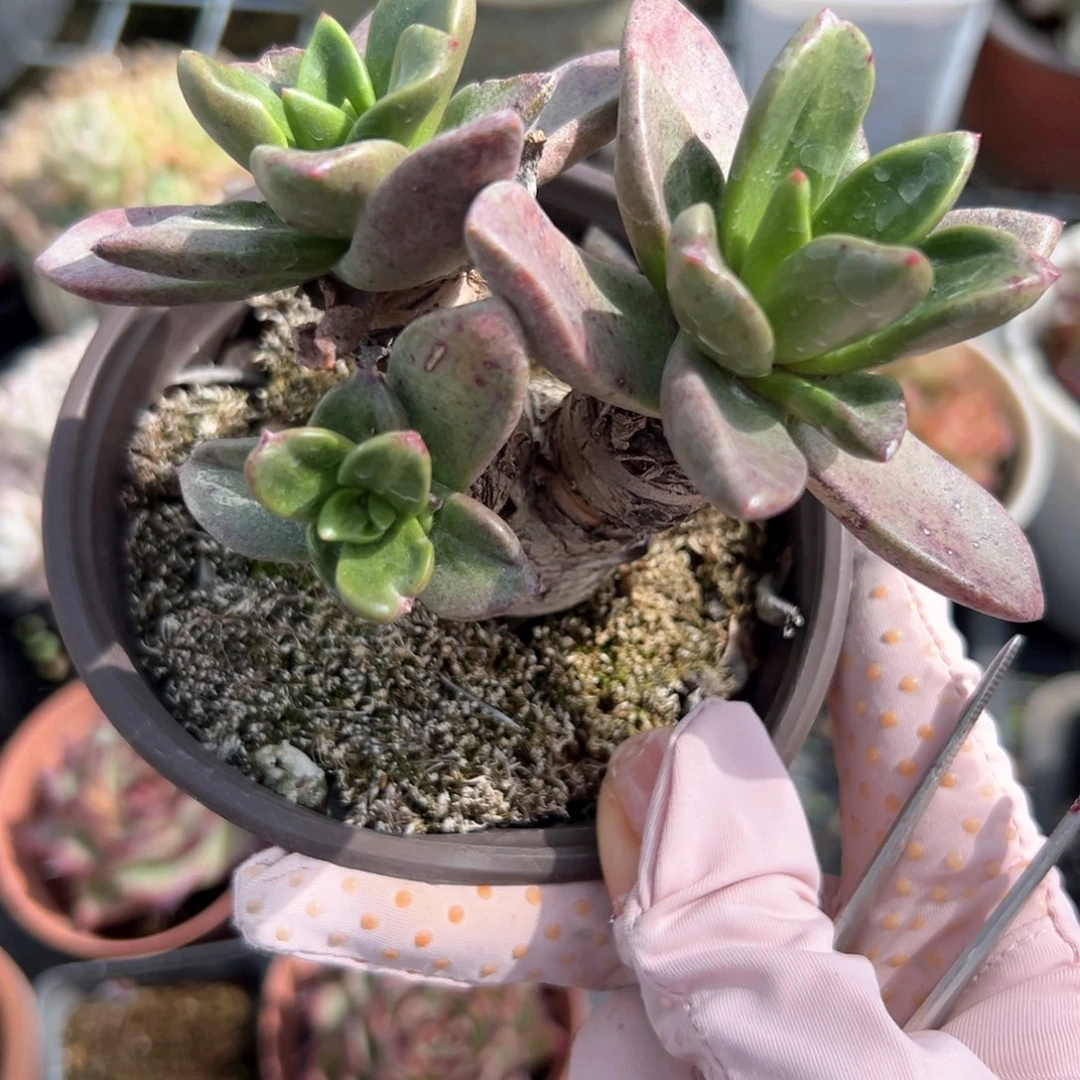 绿体仙女杯（满38包邮）多肉