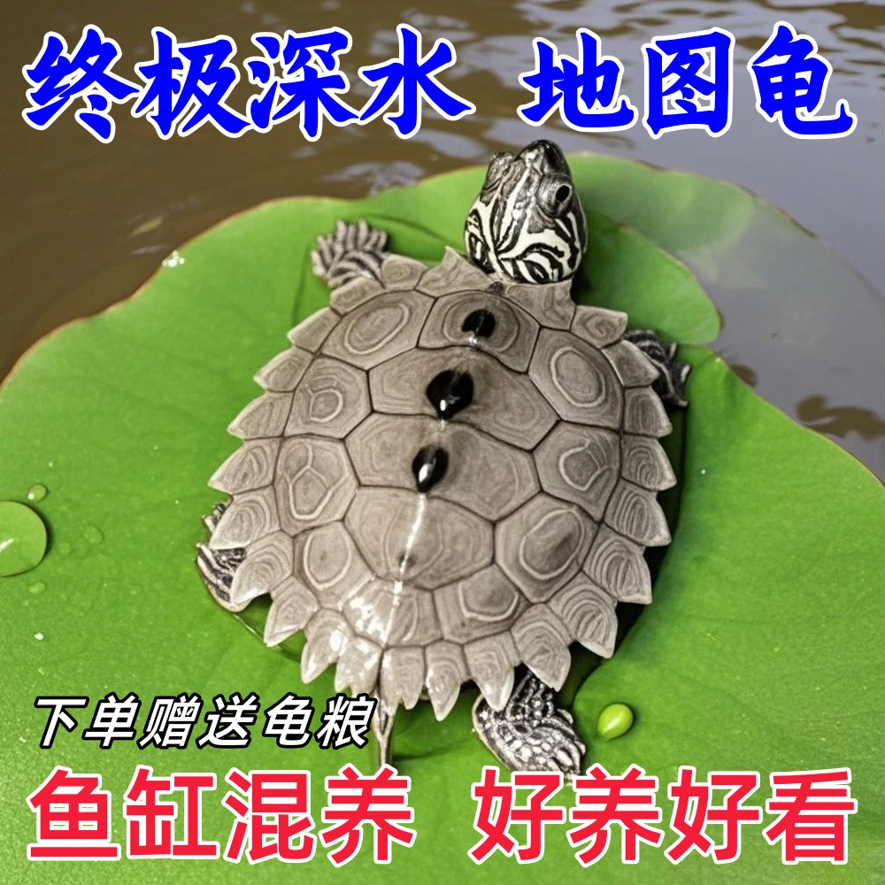 鱼池深水地图乌龟鱼缸混养小乌龟活物密西西比地图天使眼黑瘤观赏