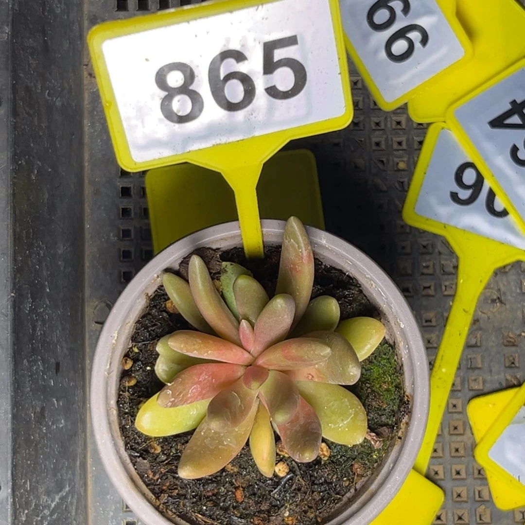 多肉植物八爪鱼美人865