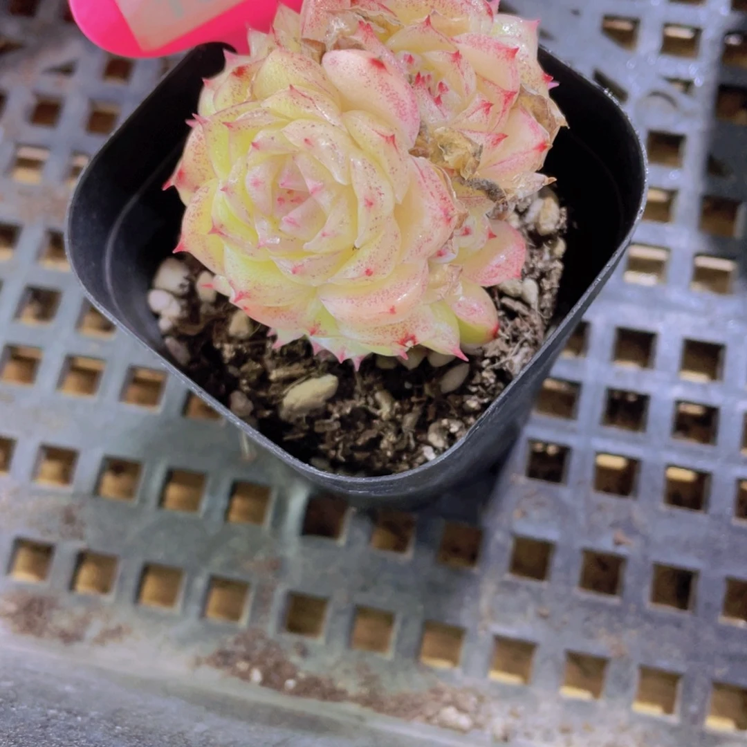 42号 果冻花朵麦秆群