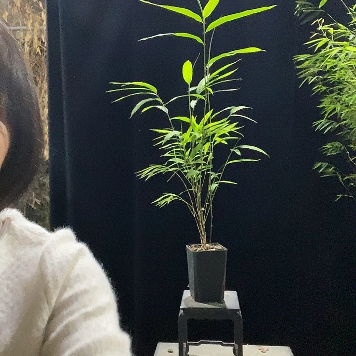 完全开放内门竹内门竹内门竹