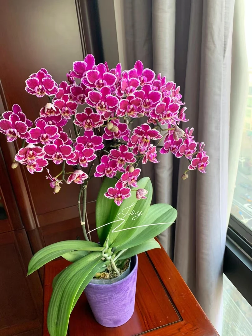 【浓香2花间倾国倾城花剑】蝴蝶兰年宵花优选寓意喜上眉梢居家装饰