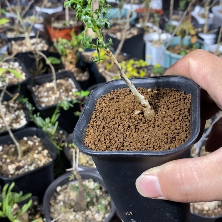 鹿角橄榄实生带盆土