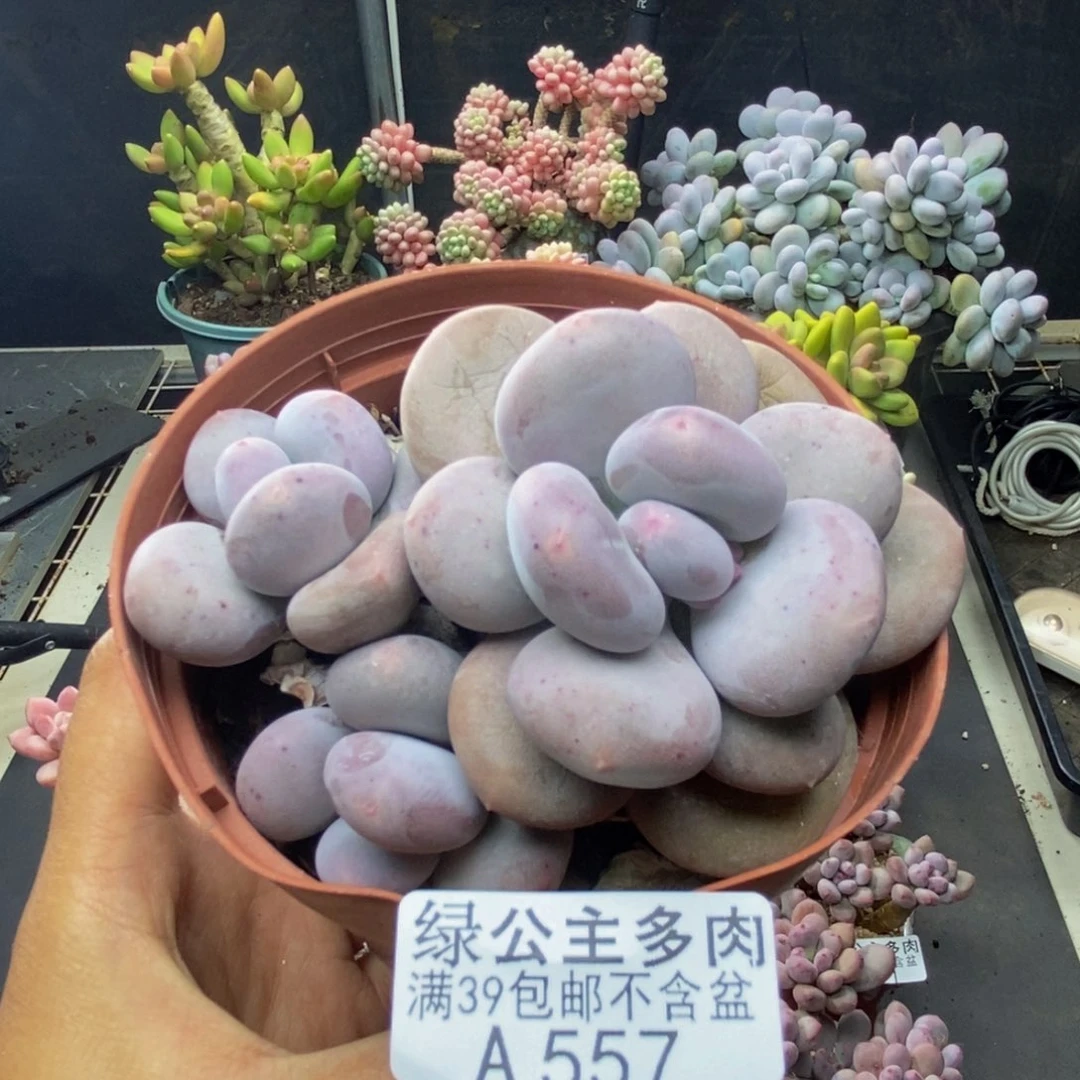 557大叶奶多肉8c m