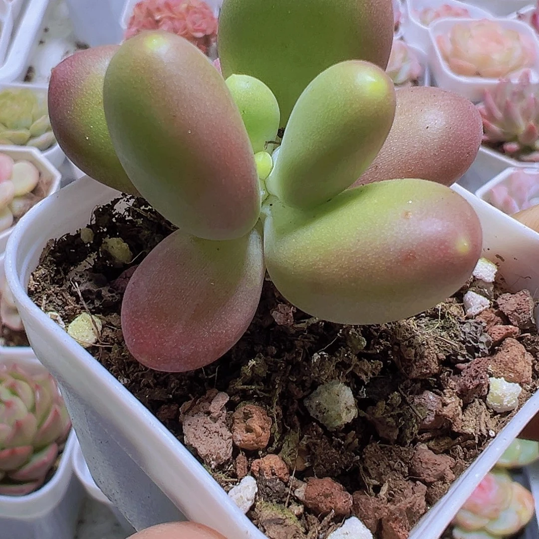 芒果奶2盆19包邮多肉植物