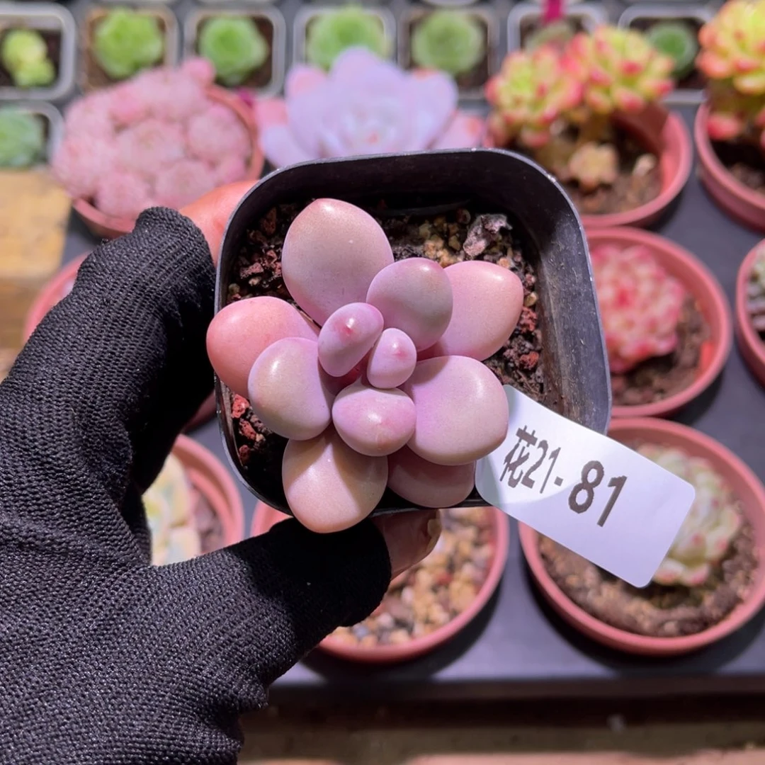 花21-81桃蛋单头