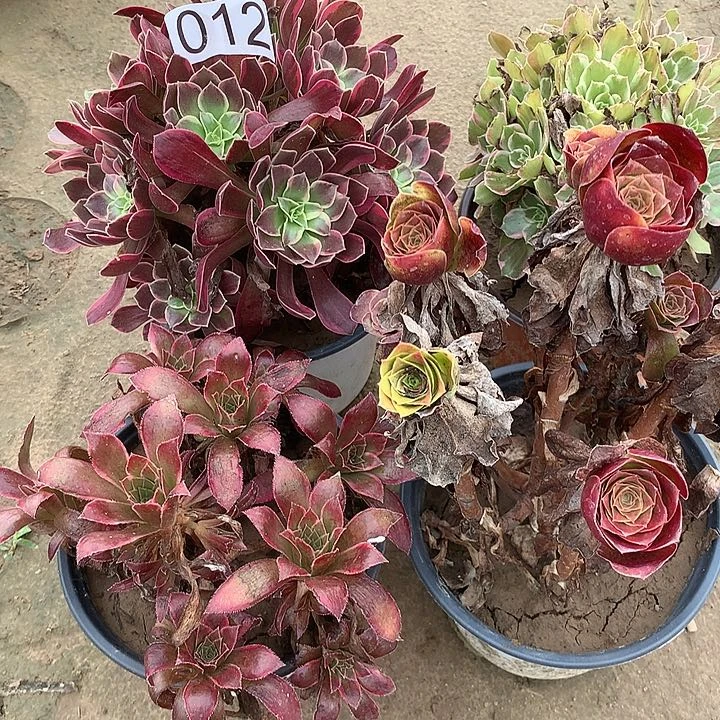 无花朵012四颗多肉植物组合