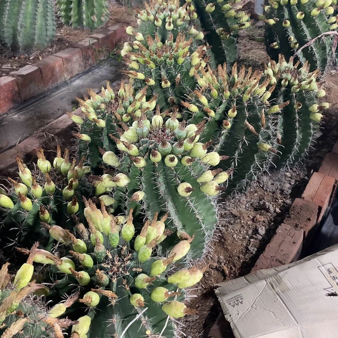 长沟刺巨鸠玉种夹4个