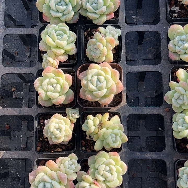 冰玉组合一组12颗