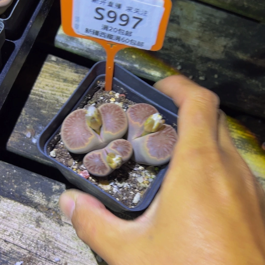 997 一物一拍，默认有伤，介意勿拍，不退不换