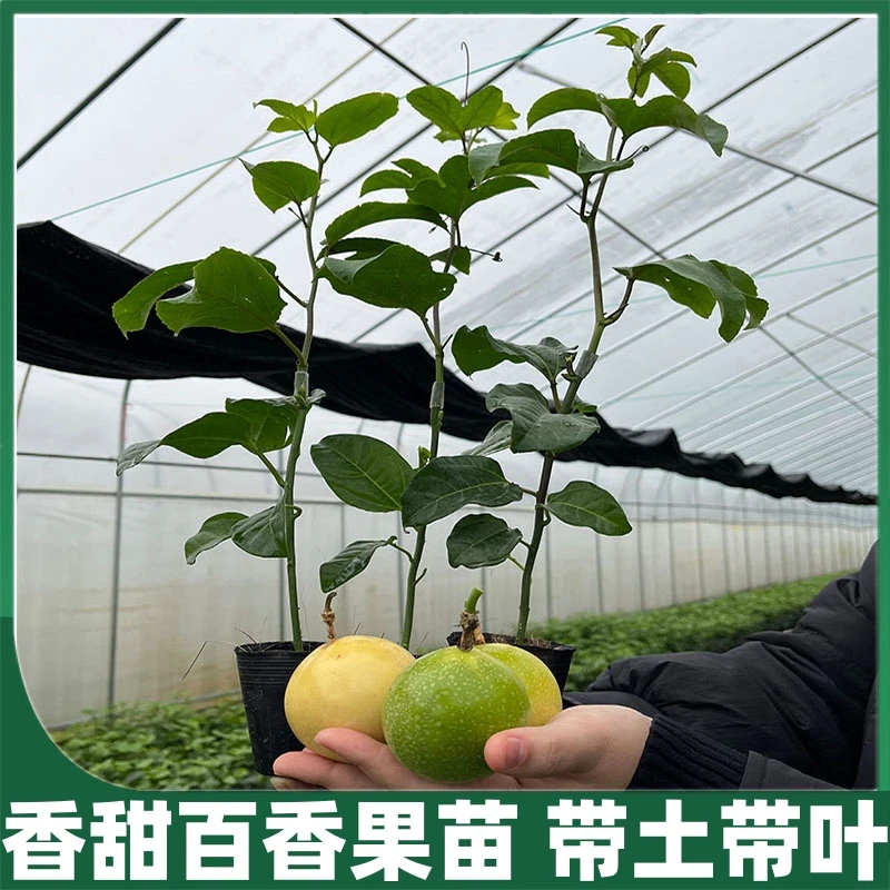 香甜黄金百香果树苗四季不断结果黄金嫁接苗南方种植盆栽带土发货