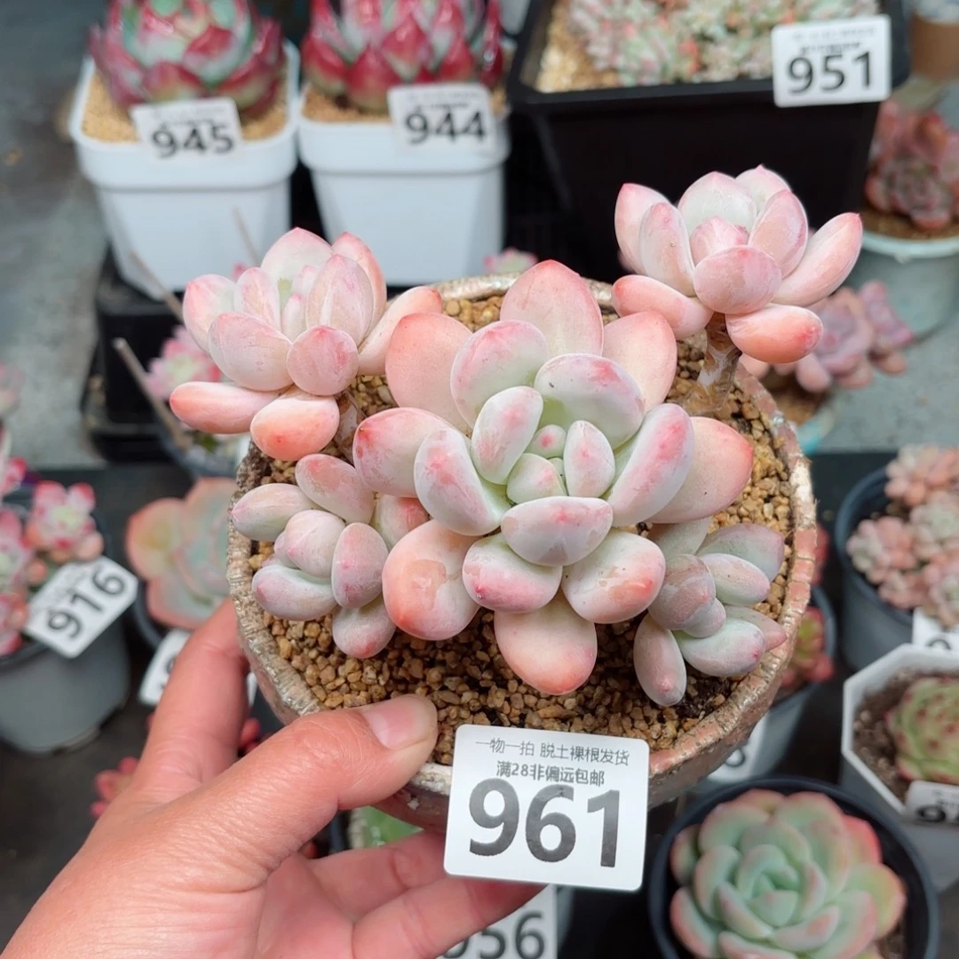 香水老桩无盆土发货