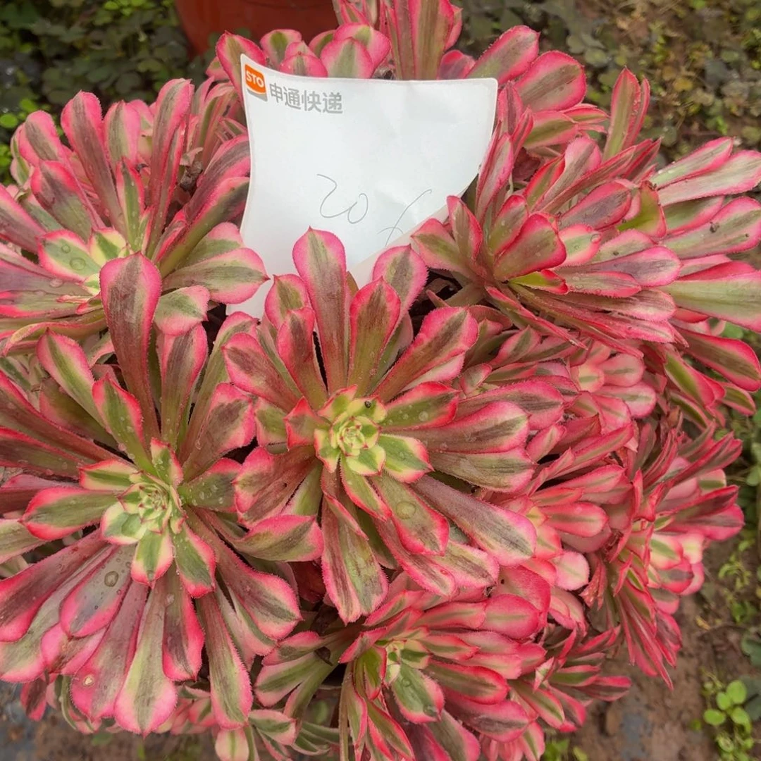 206红铜白一物一拍