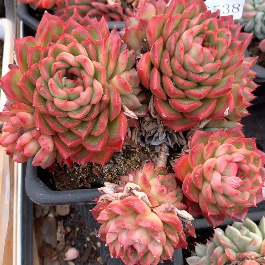 6538不包整散掉头不售后