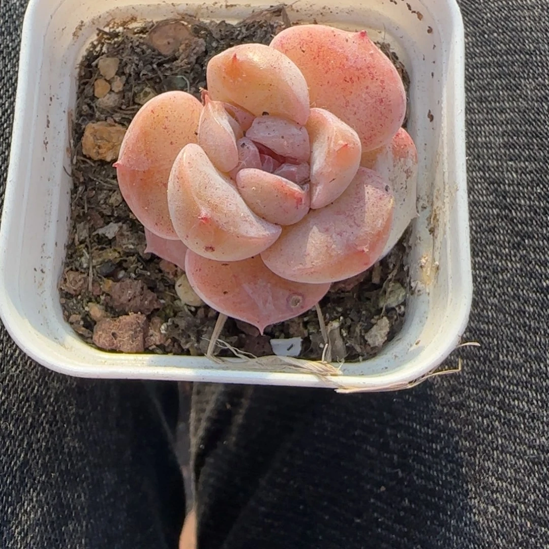 多肉小卡拉米糖心一物一拍