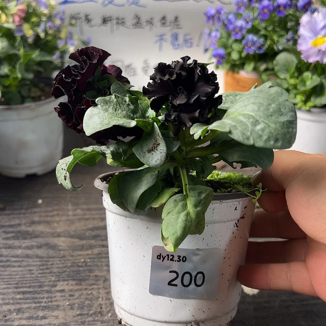 当前无花朵，栽培后可花朵200号