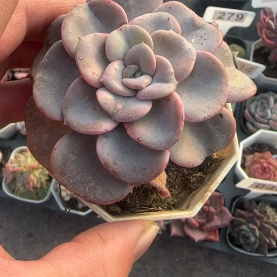 259心愿多肉植物多