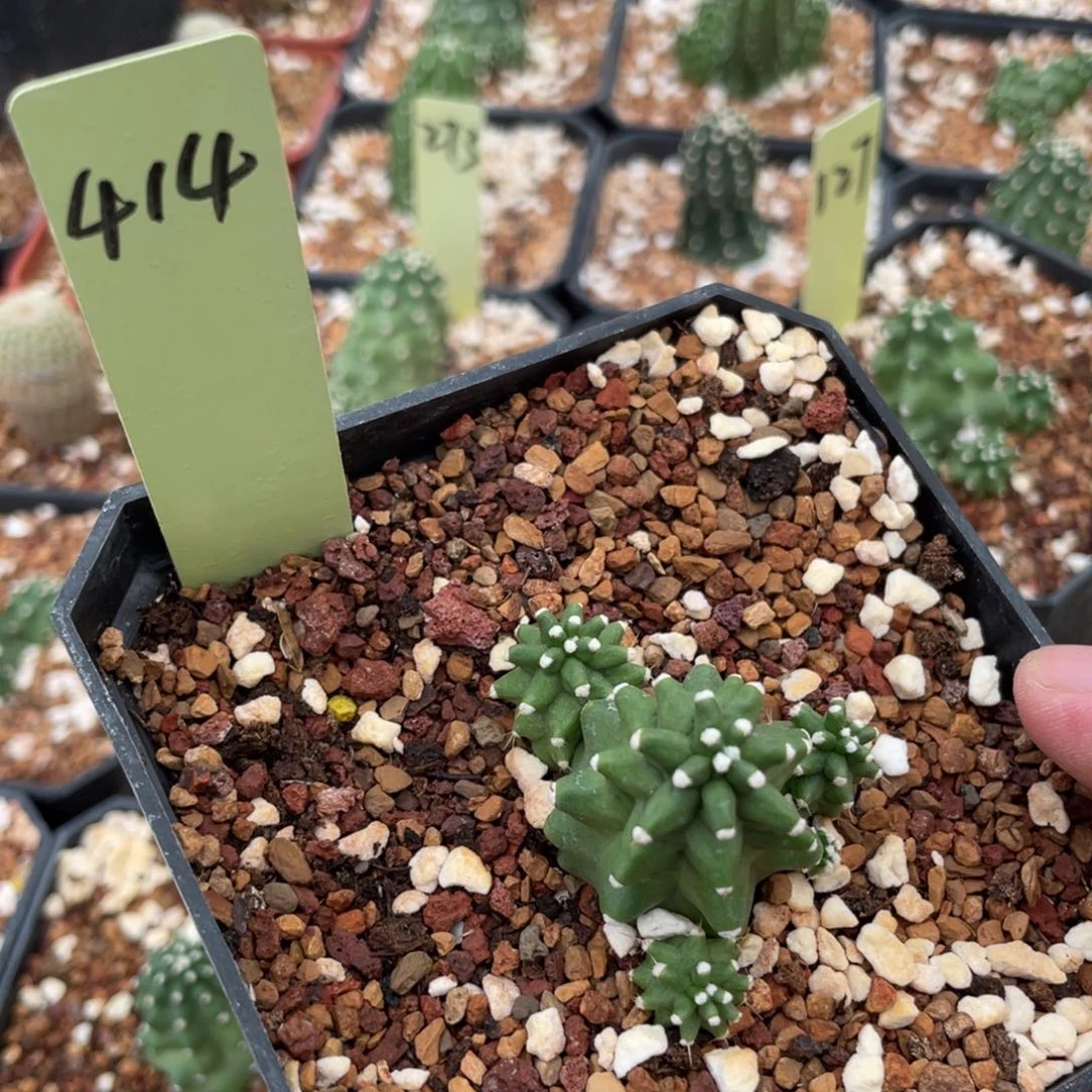 鹿角柱实生仙人球鬼见城414