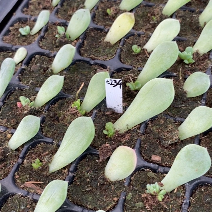 穴盘甜心234苗一个