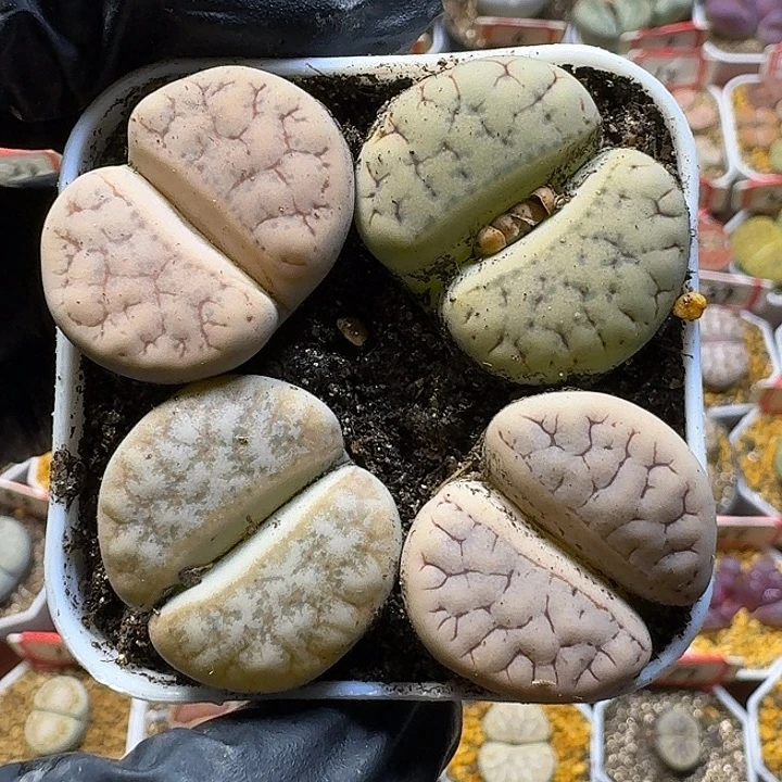 宋****生石花111111。  72