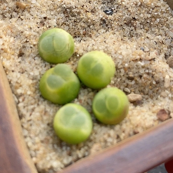 19519拉登样本一颗