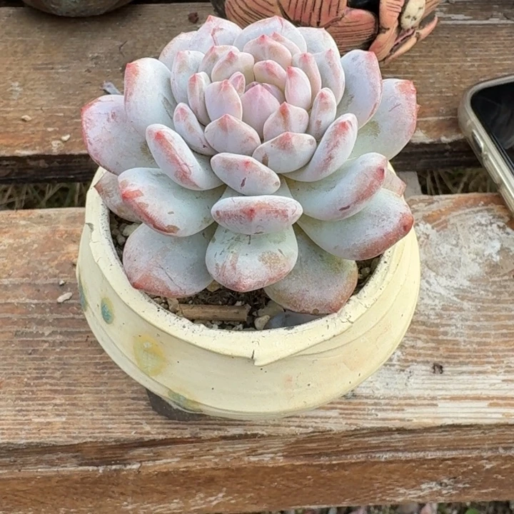 多肉植物星星橙带盆