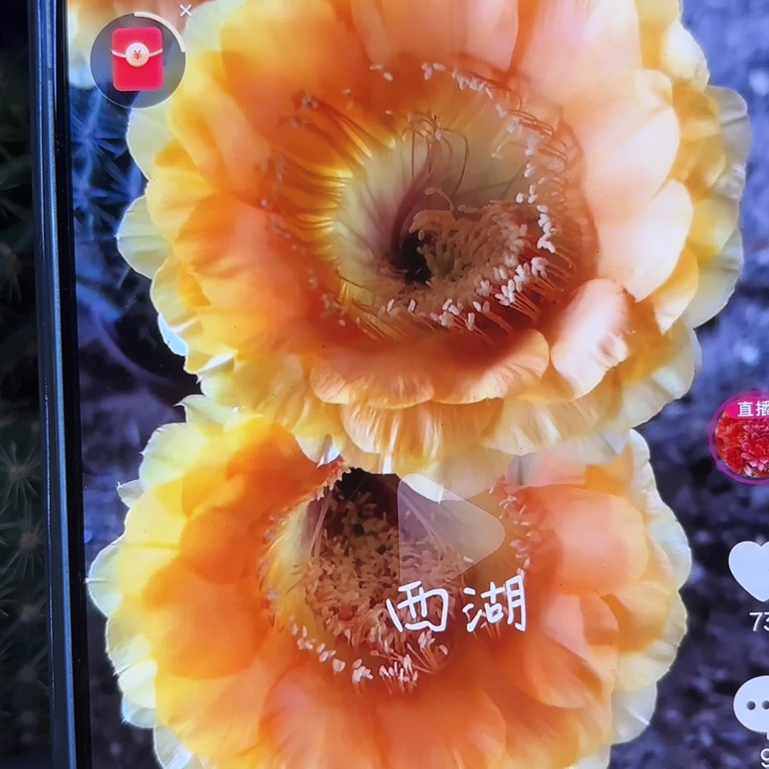 A66彩侧牙20包邮仙人球36
