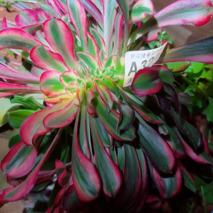 多肉法师花蝴蝶朵