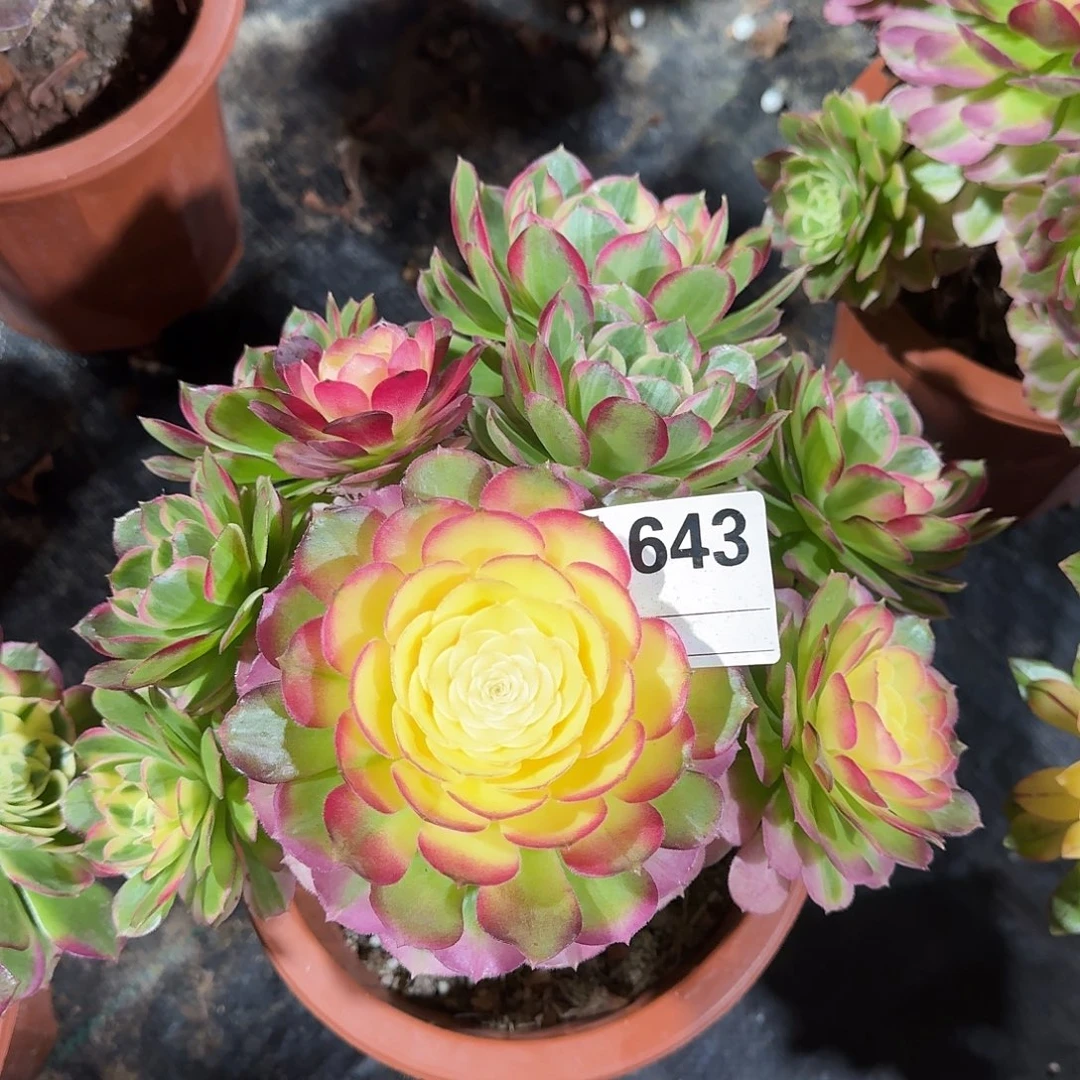 海仙多肉植物a643