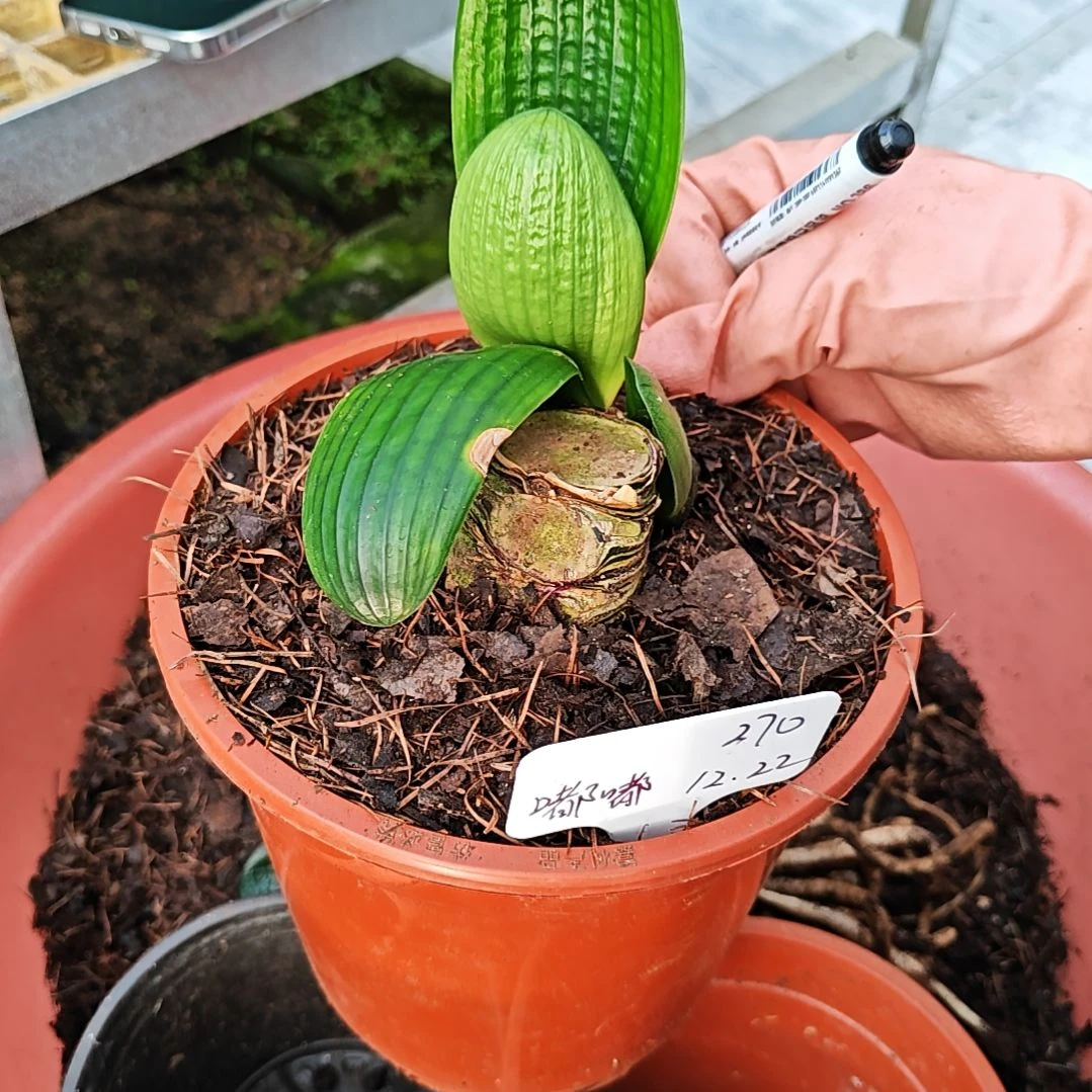 完全开放君子兰精品芽