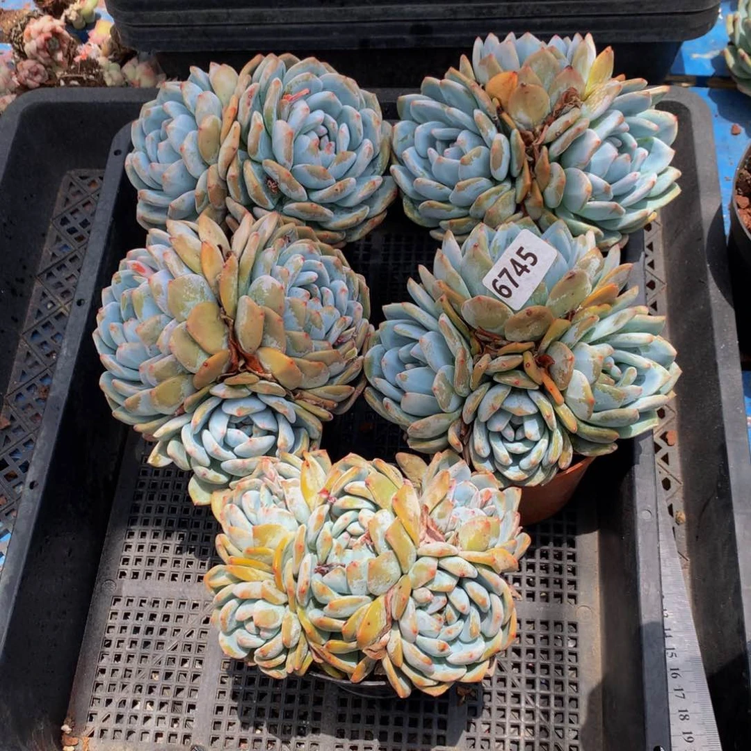 6745五个嗯嗯嗯嗯好喜欢哦