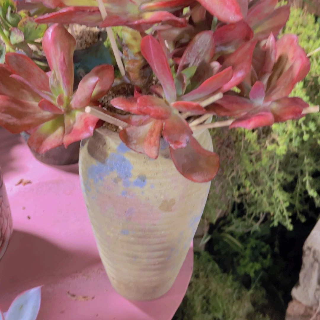 嘀*。多肉植物保护