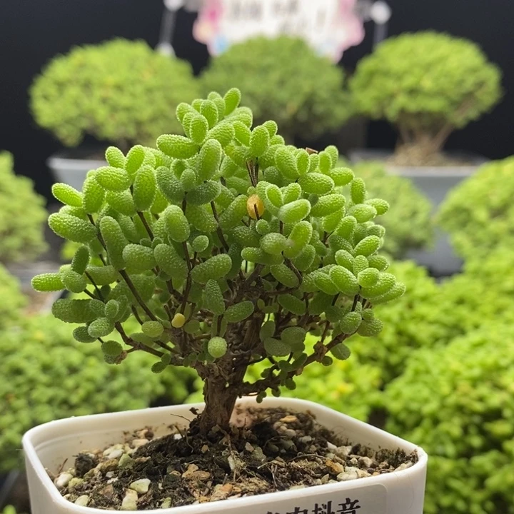蜜橘糖球7675枝干番杏