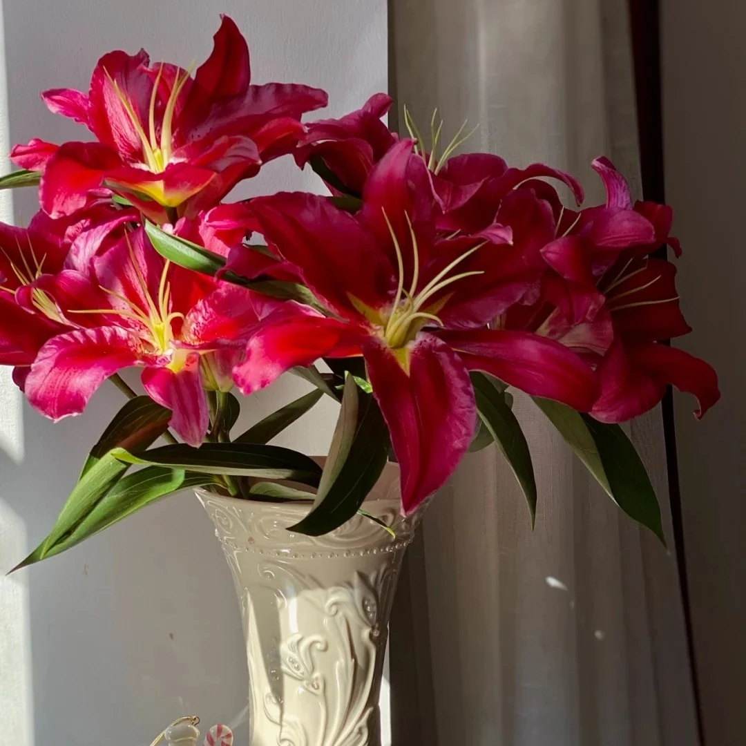 【浙里花】火石香水百合 基地直发 两单升级EMS空运/京东冷链