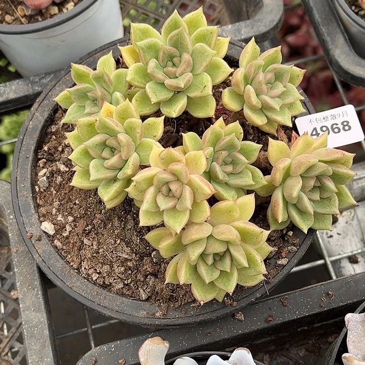 阿雅园艺。       4968璀璨