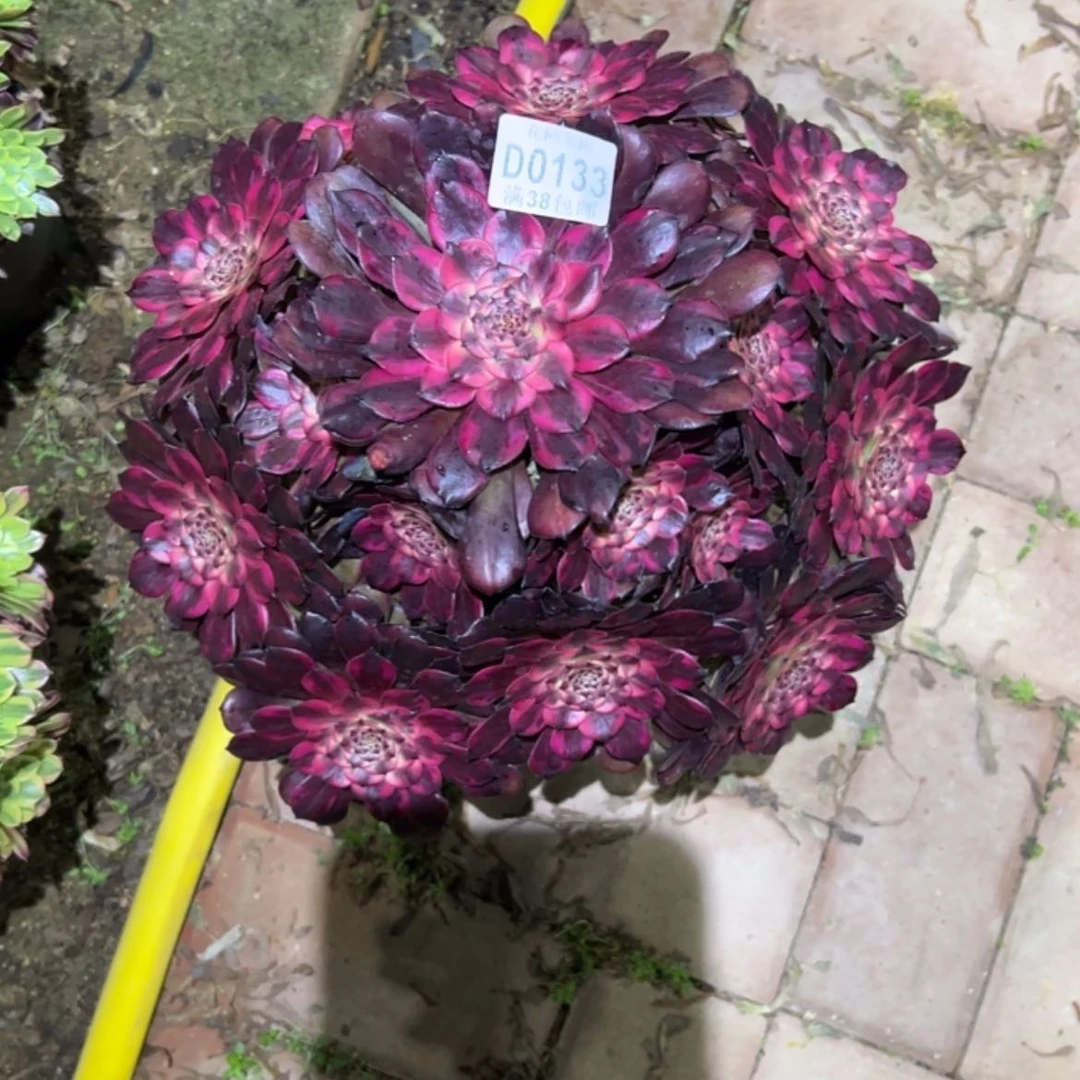 【闪购商品】晨*133烟花多肉