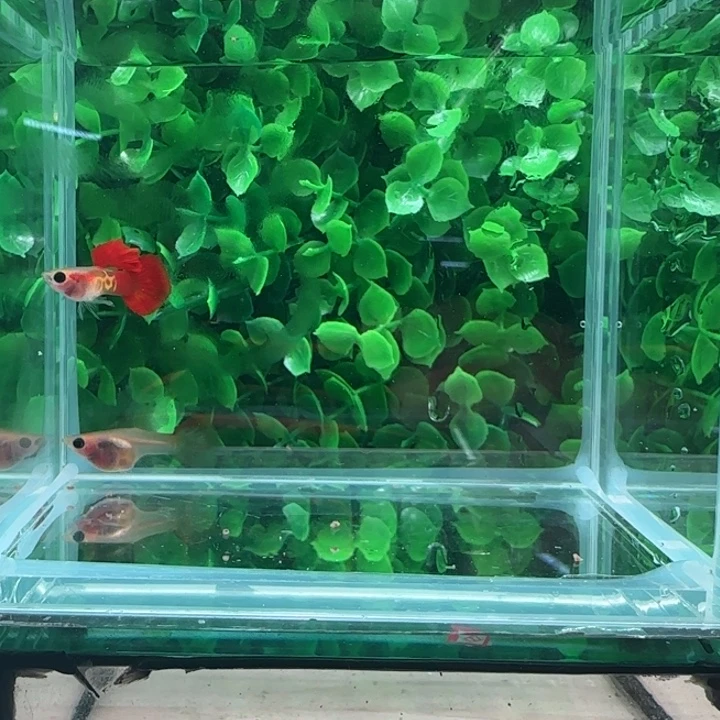 孔雀鱼12银河琉璃玻璃猫一对