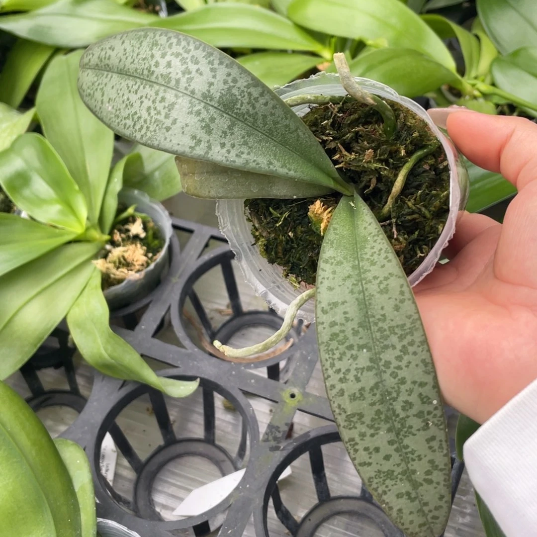 当前无花栽培后可以开花小黄龙后代