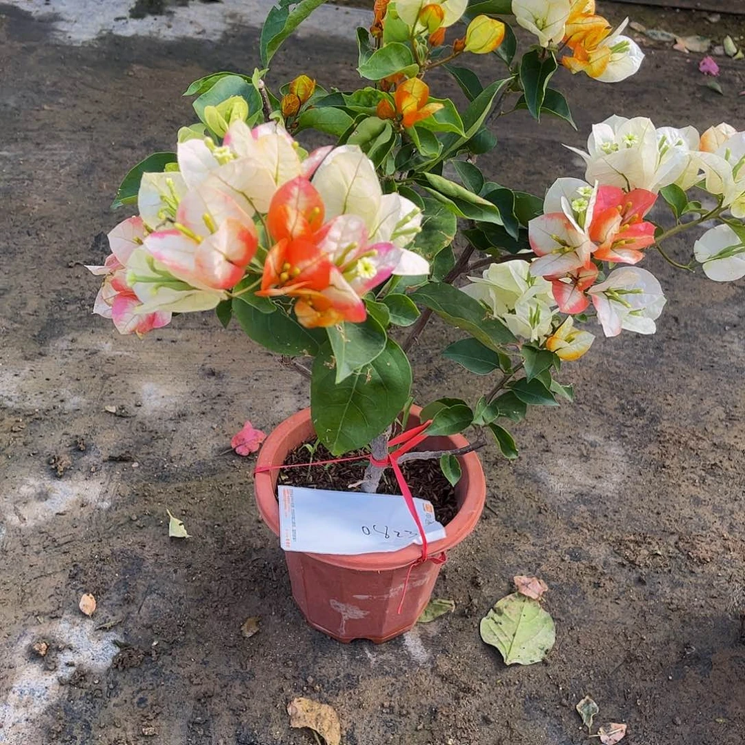 完全开放L*0823凤凰