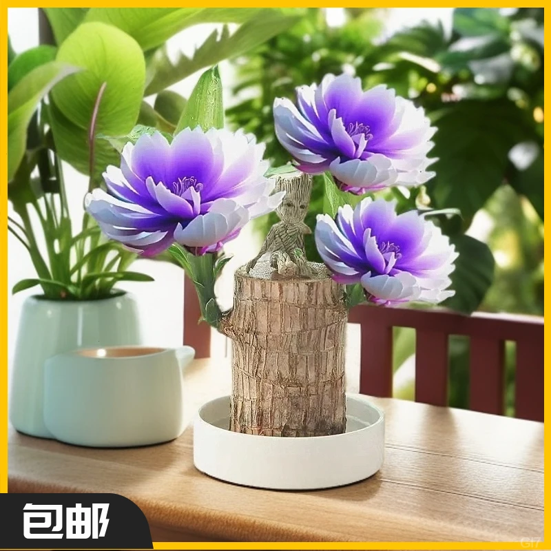 【水培巴西木带芽小盆景】一物一拍开花幸运木格鲁特四季水培好养