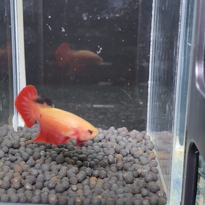 斗鱼泰国斗鱼173号