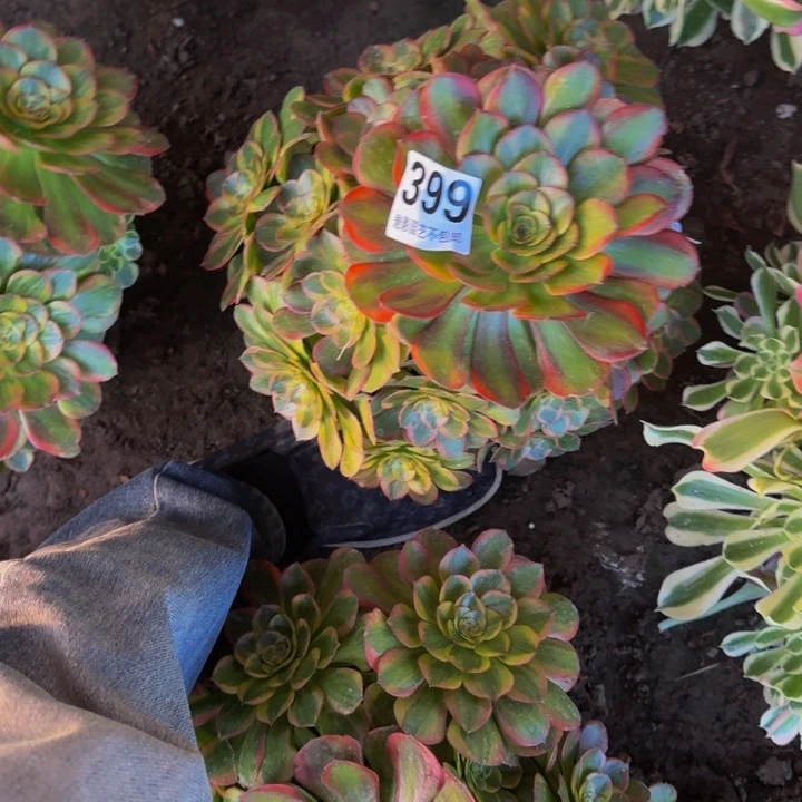 火狐花27-24包邮花花