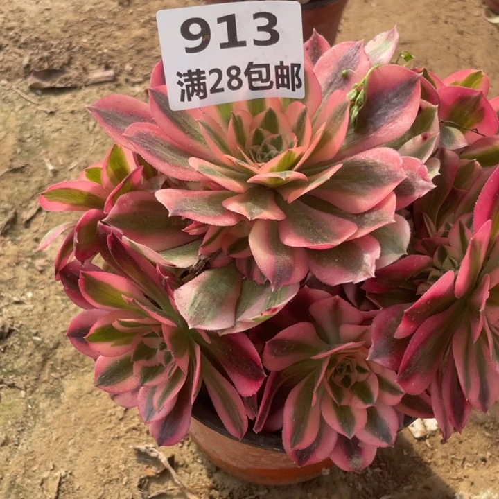 913一号棚女巫多肉植物A