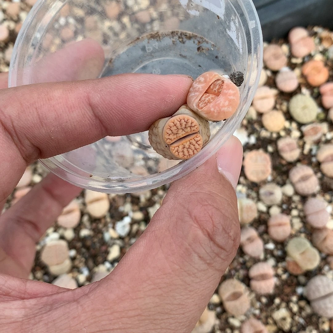 潜*K826多肉植物保护