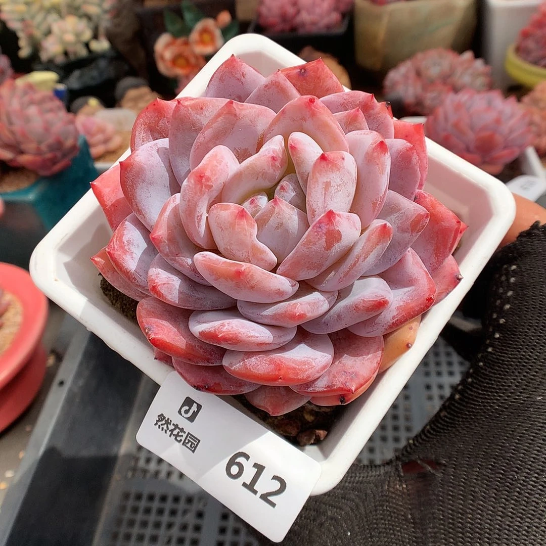 612紫皮橙多肉植物6666