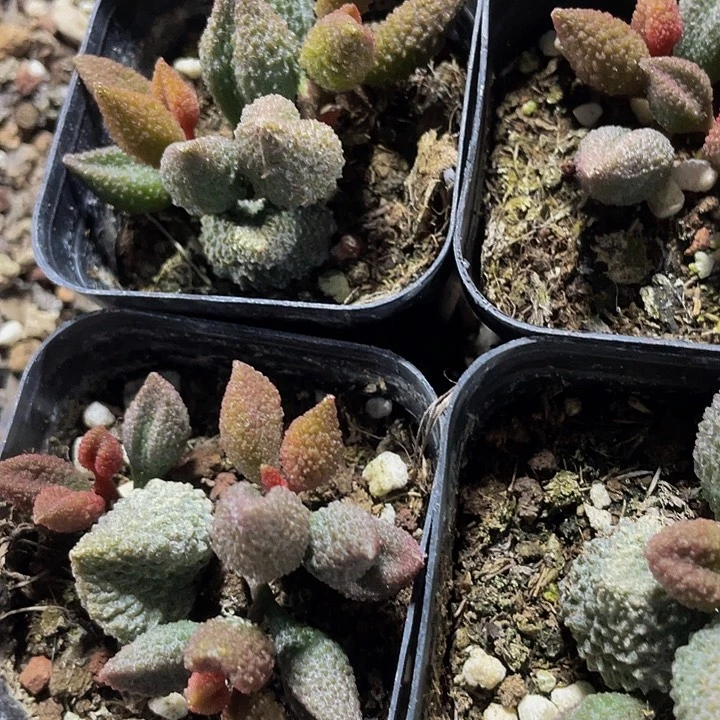 荔枝皮3.8带盆土发